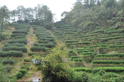 青砖茶万里茶道,羊楼洞万里茶道青砖茶