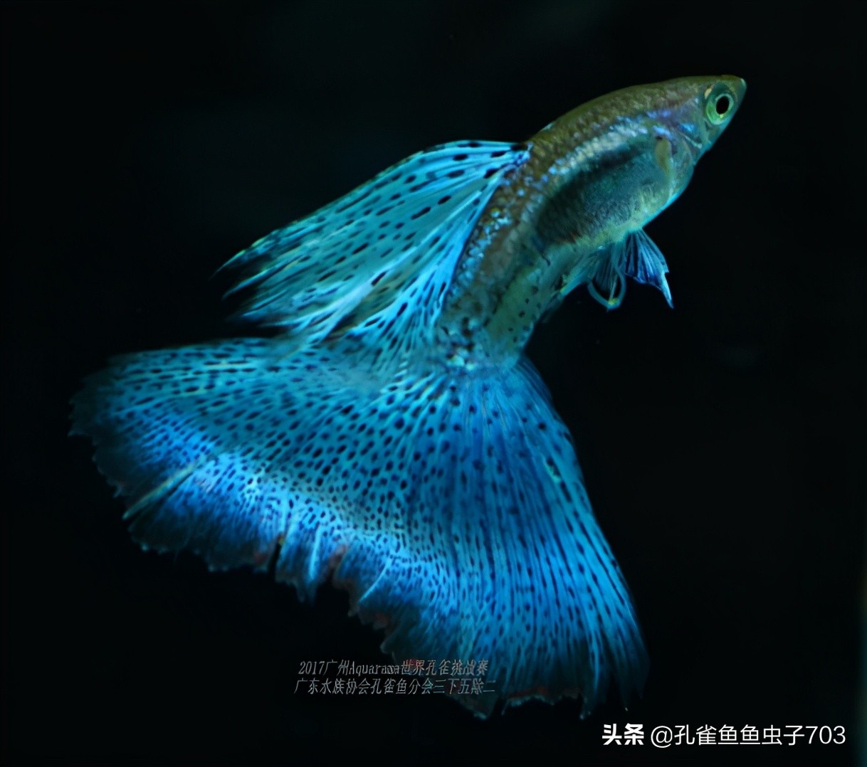 孔雀鱼生病了能自愈吗,孔雀鱼生病为啥要停食