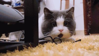 只有养猫才觉得自己是个中产阶级,中产阶级养猫