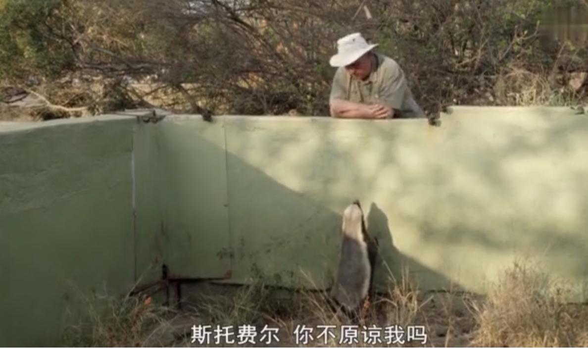 永不服输的蜜獾,曾经有一个保护区饲养了两只,后来怎么样了?