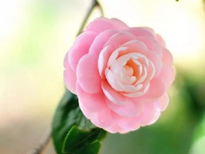 一首经典古诗词书法作品,十三言诗13首书法