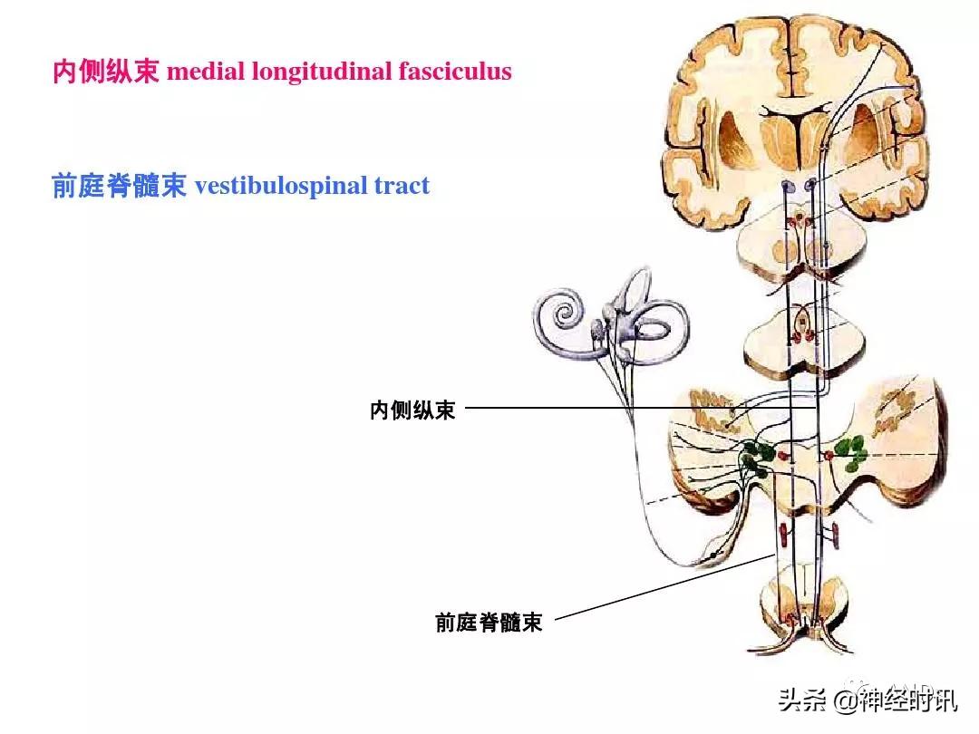 今日实用知识分享—「内侧纵束」