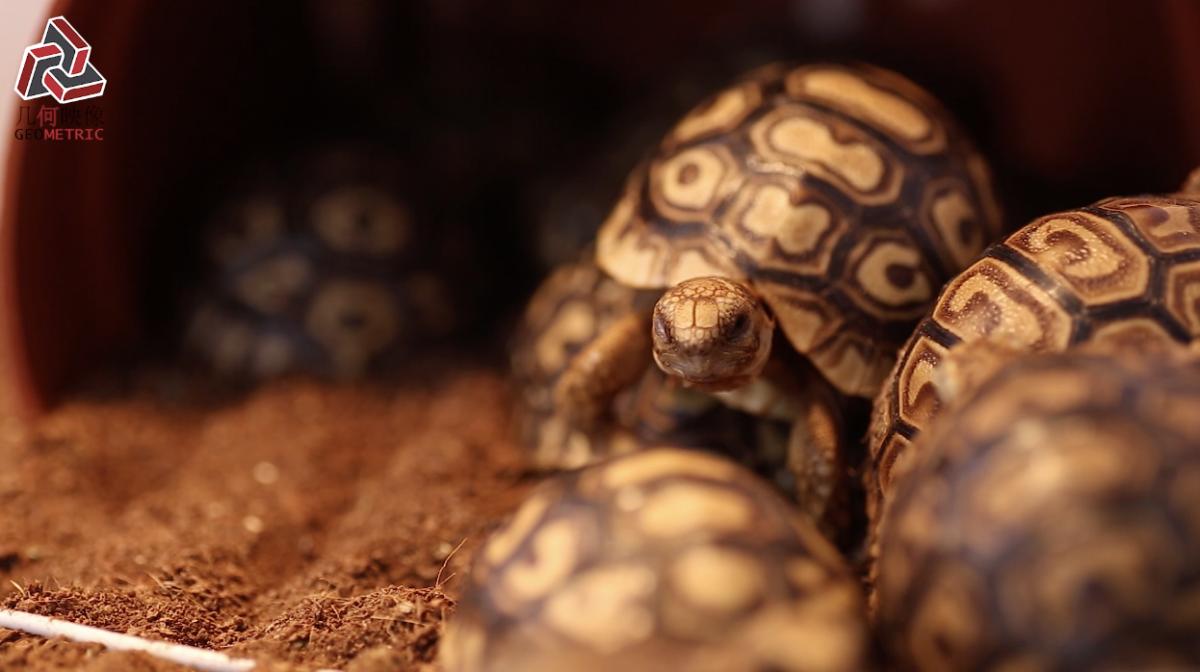 香港养宠物流程,香港养宠物攻略