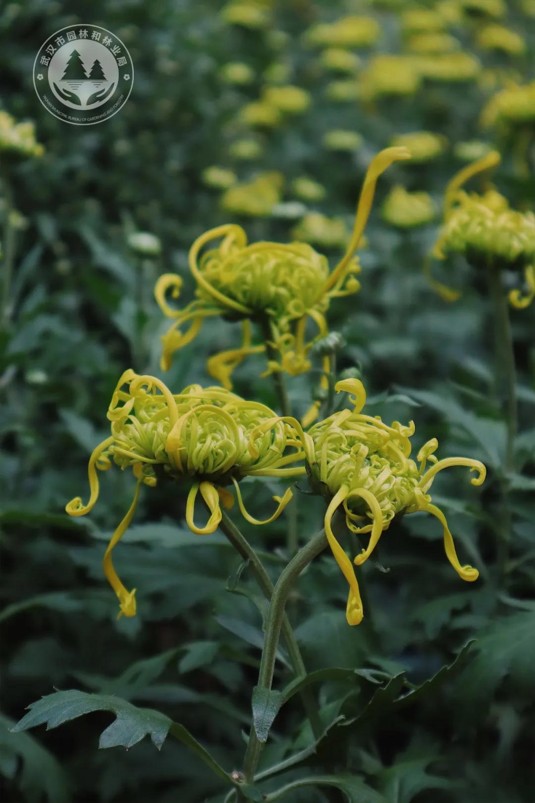 金秋时节菊展赏菊,趁着周末逛菊展