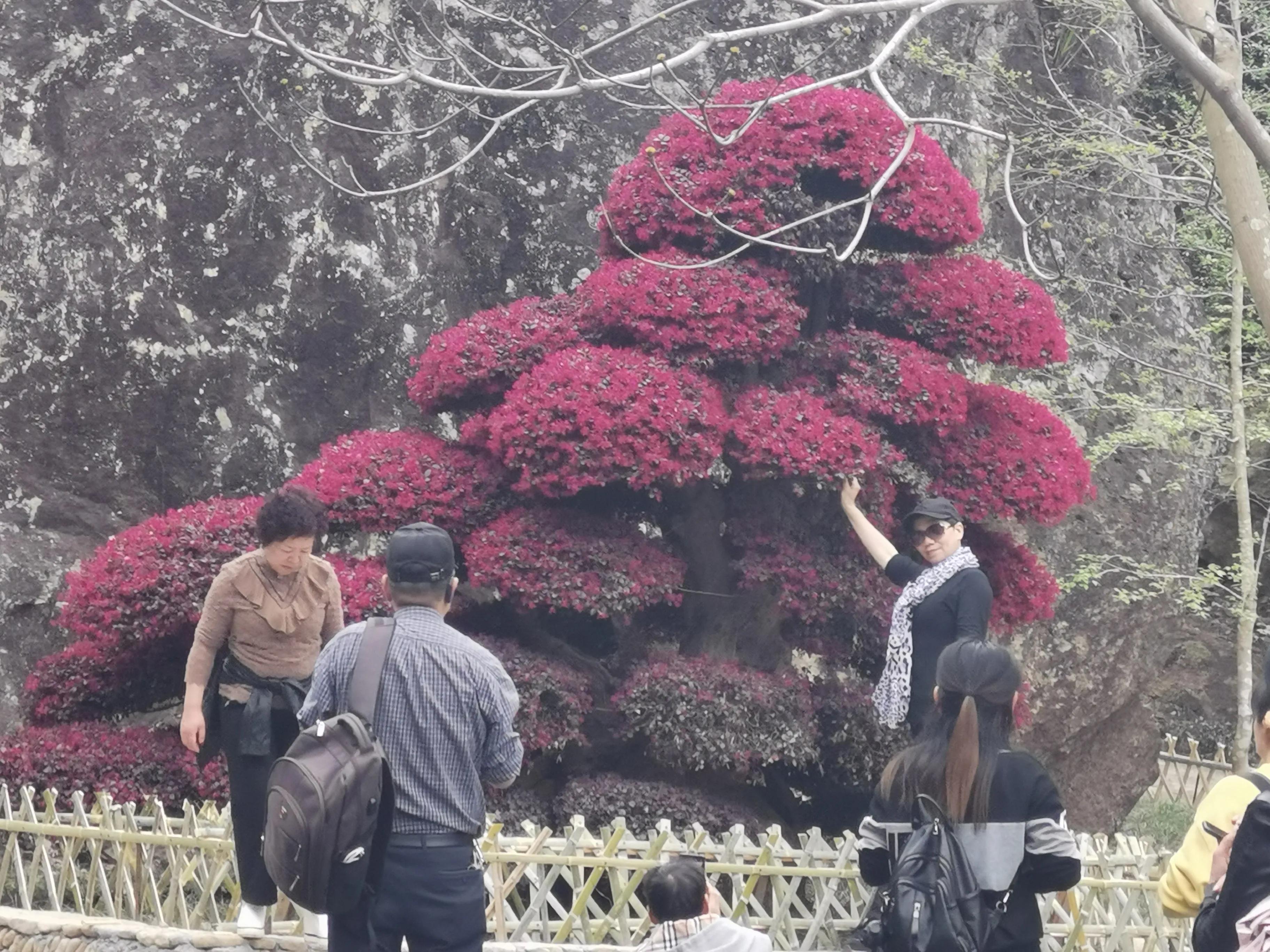 红花檵木和白色檵木区别,红花檵木苗价格