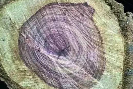 假冒的海南黄花梨,海南黄花梨原木如何鉴别真假