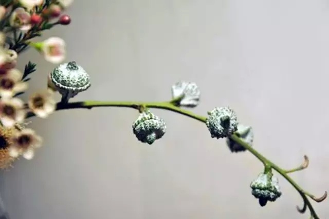 尤加利怎么醒花,尤加利的正确使用方法