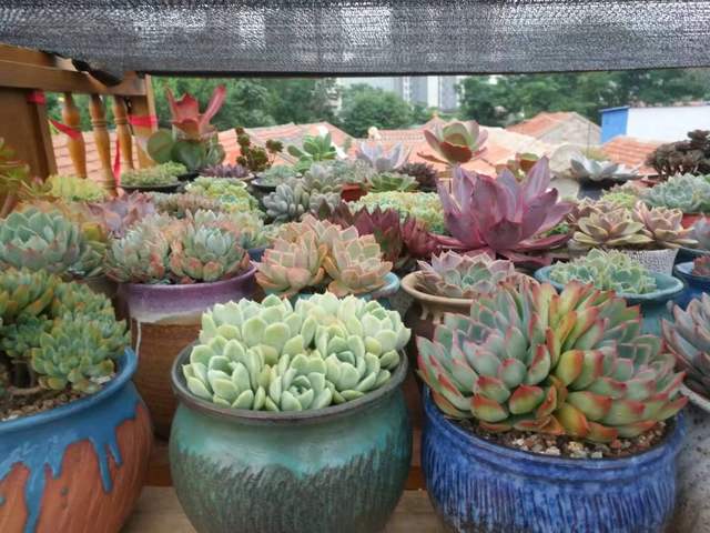 夏天养多肉注意事项,夏天多肉几点浇水最好