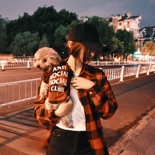 泰迪饲养攻略,养泰迪的技巧和方法