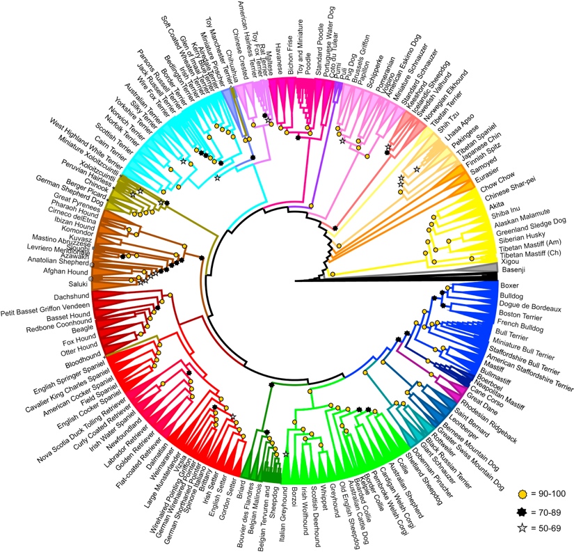 疯狂的爱狗人士,爱狗人士疯狂