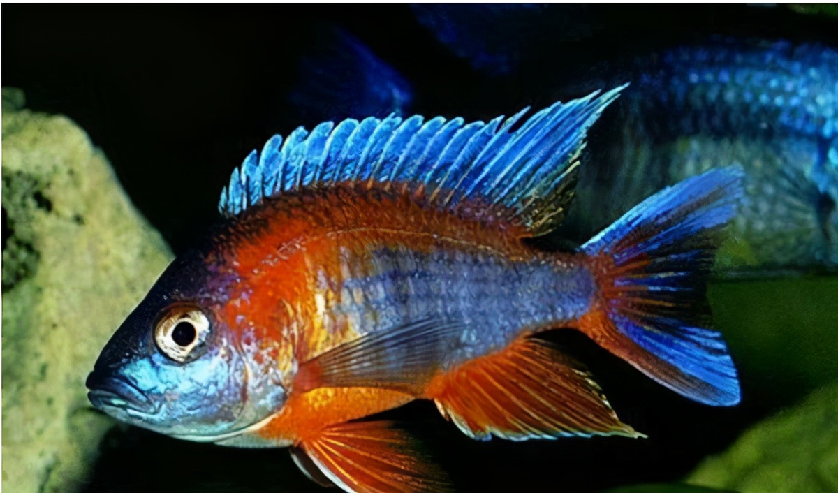 蓝阿里三湖慈鲷凶吗,三湖慈鲷和什么混养