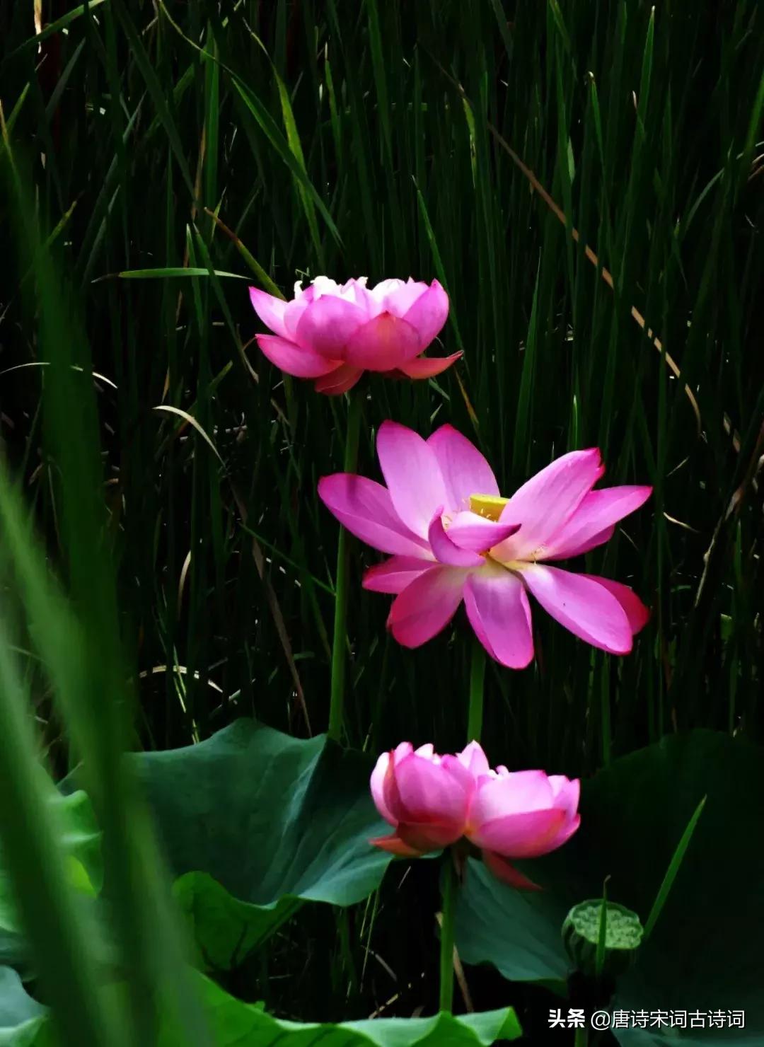 夏天的唯美诗句名字,诗词里的夏天模板