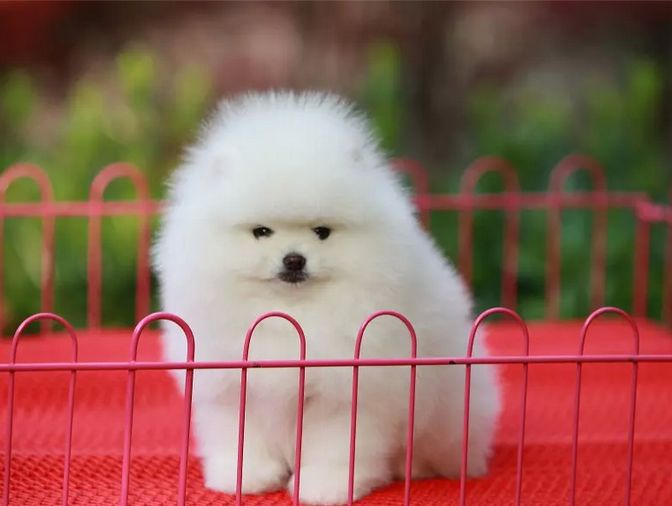 网上购买的狗狗真的能收到吗,网上购买狗狗靠不靠谱