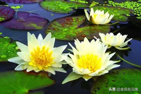 大理什么时候旅游最好,大理一年四季温度是多少