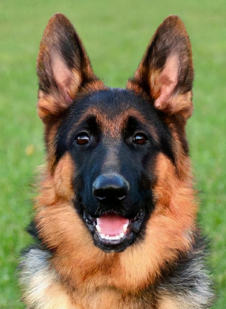 德国牧羊犬禁养又想养怎么办,德国牧羊犬深圳禁养犬名单