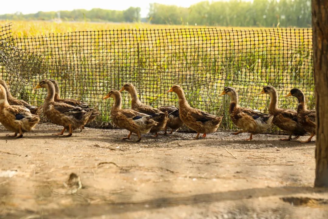 禾泱泱辅食,禾泱泱婴儿辅食老爸评测