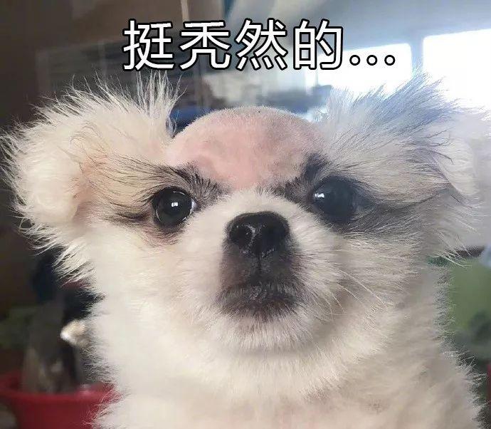 狗子掉毛红色,狗子掉毛皮肤发红是怎么回事