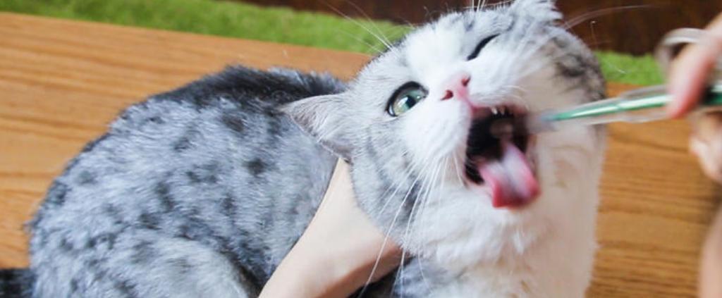 鍏荤尗濂界墿鍒嗕韩618鍥よ繖浜涘氨澶熷暒,鍏荤尗蹇呭洡濂界墿