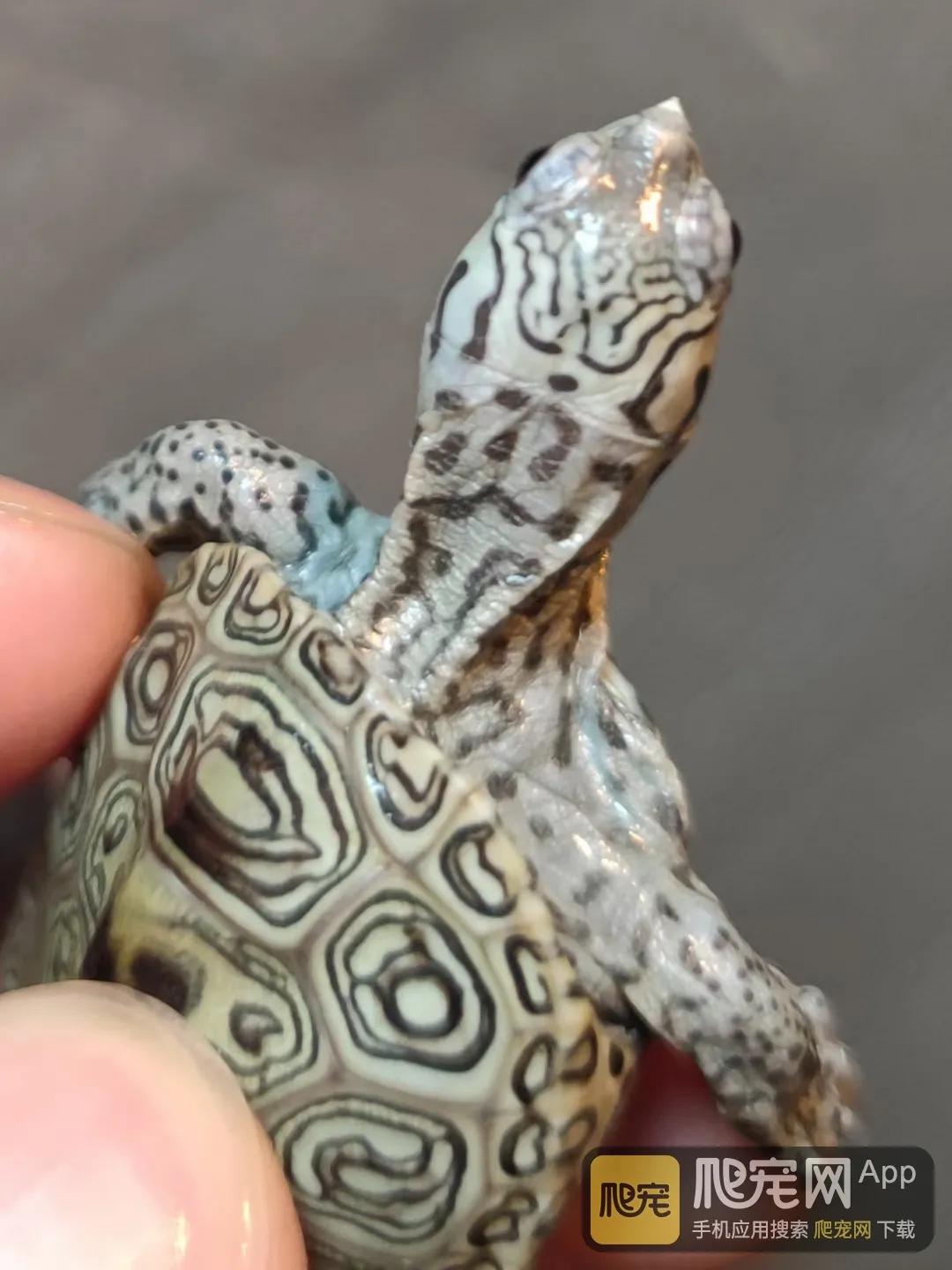 养龟苗要养几年才生蛋,新手养龟选择什么季节入手