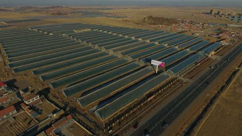 中国草莓第一县在东港哪个城市,东港市支柱产业草莓