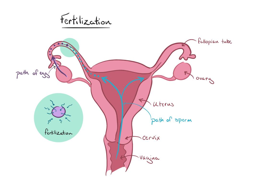 科学家发现精子运动规律,科学家发现精子的神奇作用