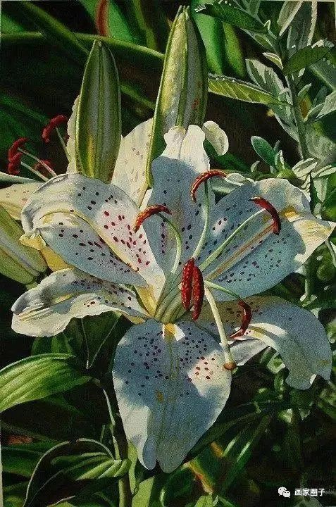 100种漂亮花卉图片,100张漂亮花图