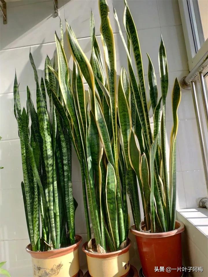 虎皮兰该如何正确养护,虎皮兰叶子发软怎么修剪