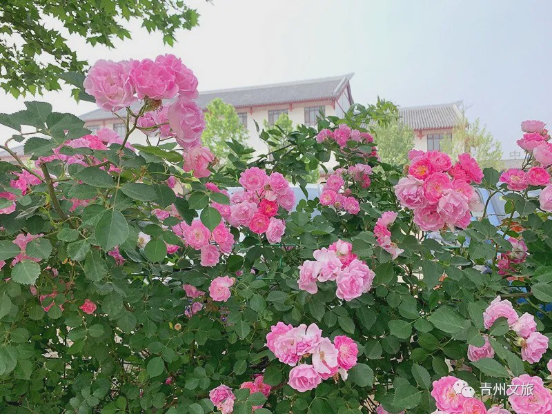 花满青州——初夏清浅微风起，蔷薇月季满城香
