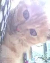 宠物去世你还会再养一只吗,狗狗病死还想再养一只