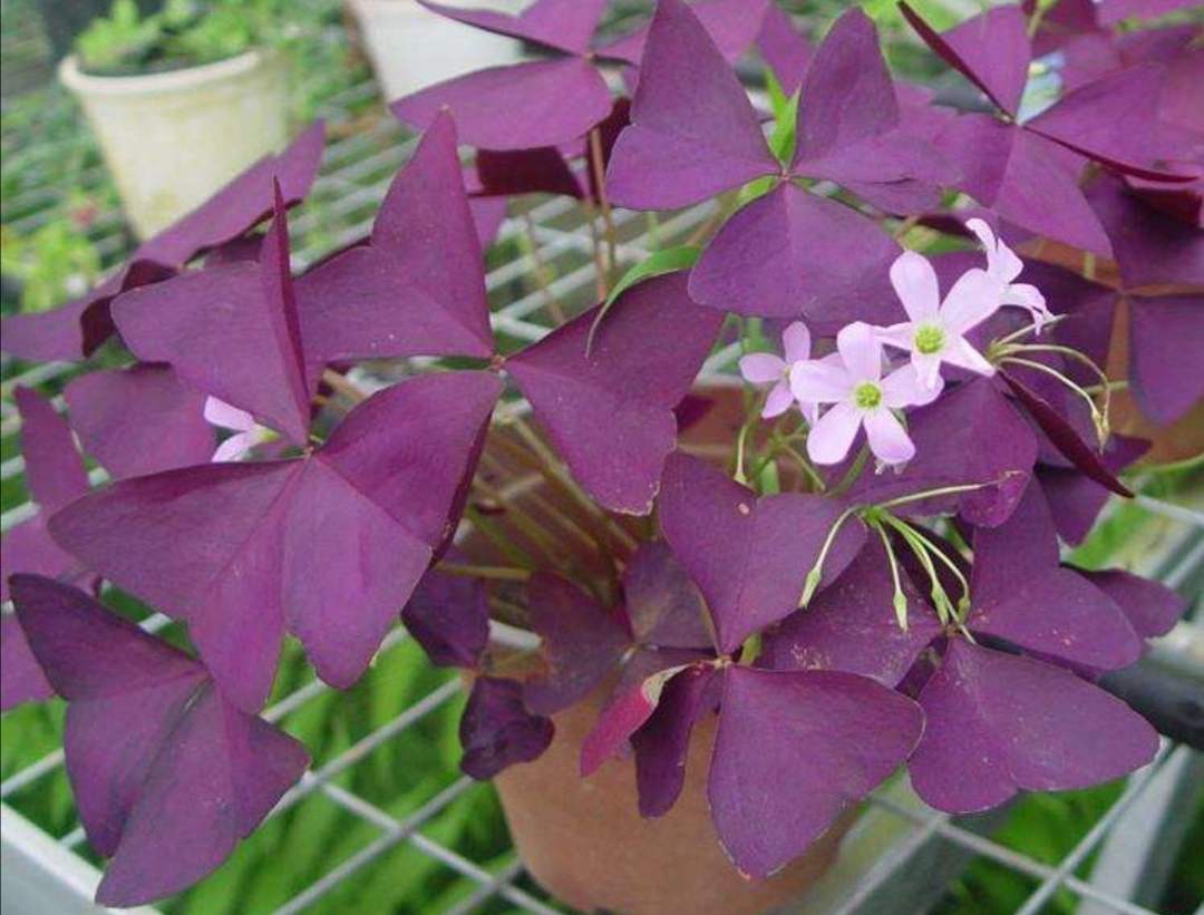 北方地栽紫色酢浆草怎么过冬,怎么养紫叶酢浆草