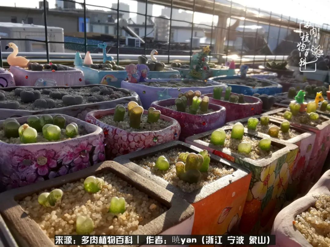 多肉初级入坑者,入坑多肉