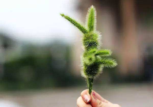 狗尾巴的草有什么用处,随处可见的狗尾巴草