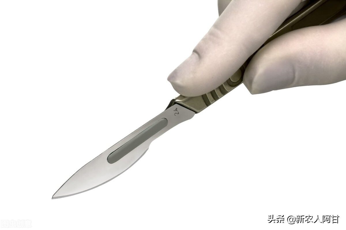 自繁自养母猪的技巧,自繁自育仔猪选种