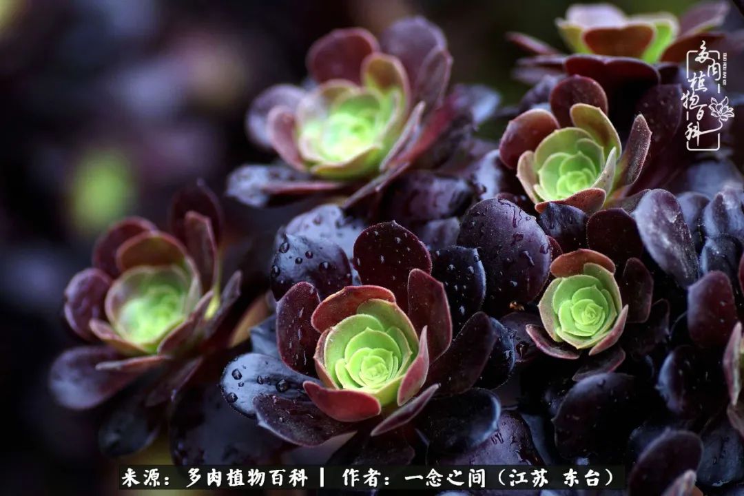 遇见花开蓝莓糖,遇见花开蔬菜沙拉酱