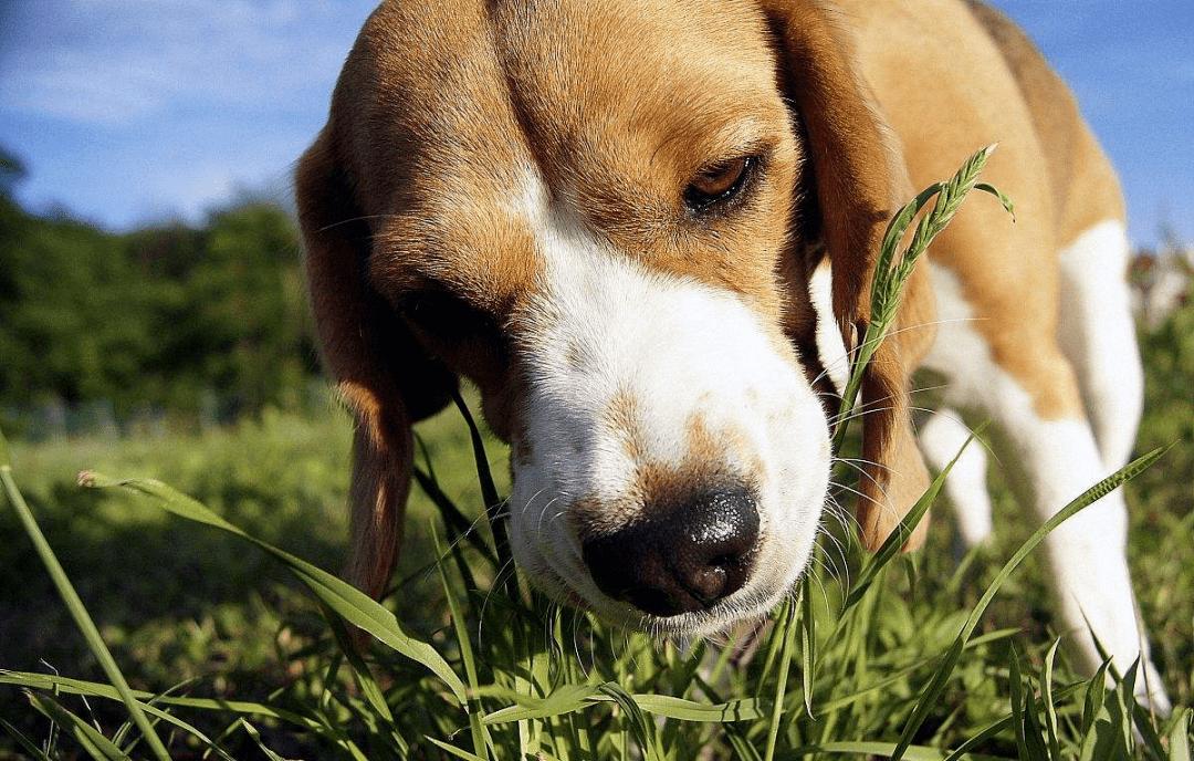 狗狗呕吐不要慌6种情况与处理,狗狗呕吐不吃饭没精神怎么处理