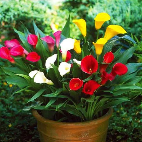 马蹄莲成品花怎么养好看,盆栽马蹄莲怎么养才开花