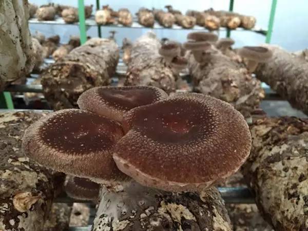 外国人爱吃的蘑菇,外国人吃巧克力蘑菇饼干