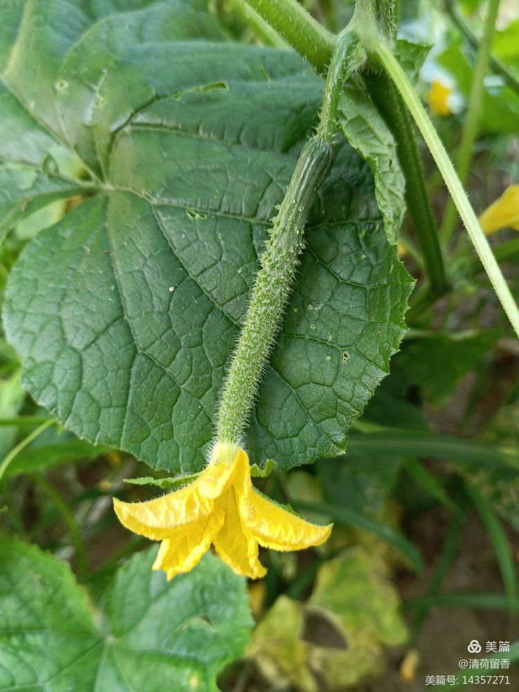 散文：黄黄的瓜花儿