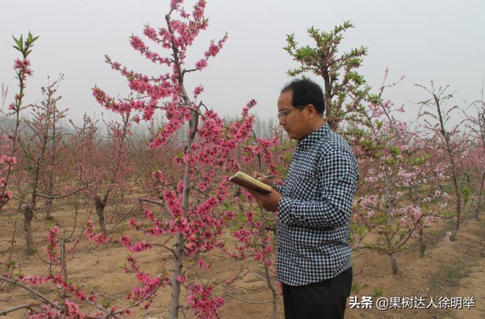 桃子褐腐病和炭疽病的区别,怎样防桃子褐腐病