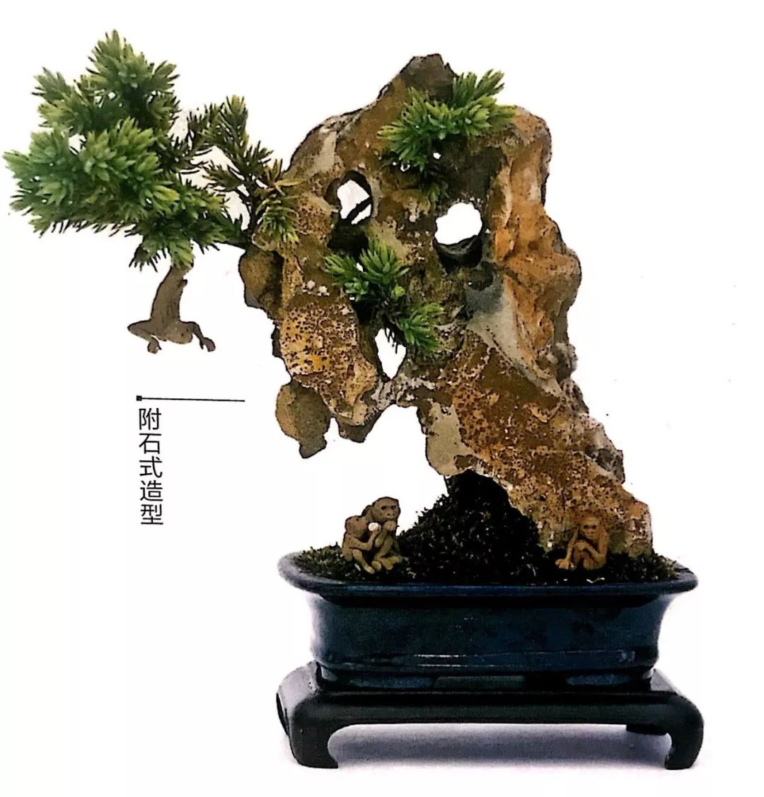 100种盆景造型欣赏,园林盆景微型盆景