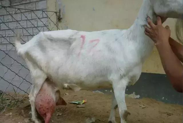 奶质最好的奶山羊品种有哪些,世界奶山羊优秀品种介绍