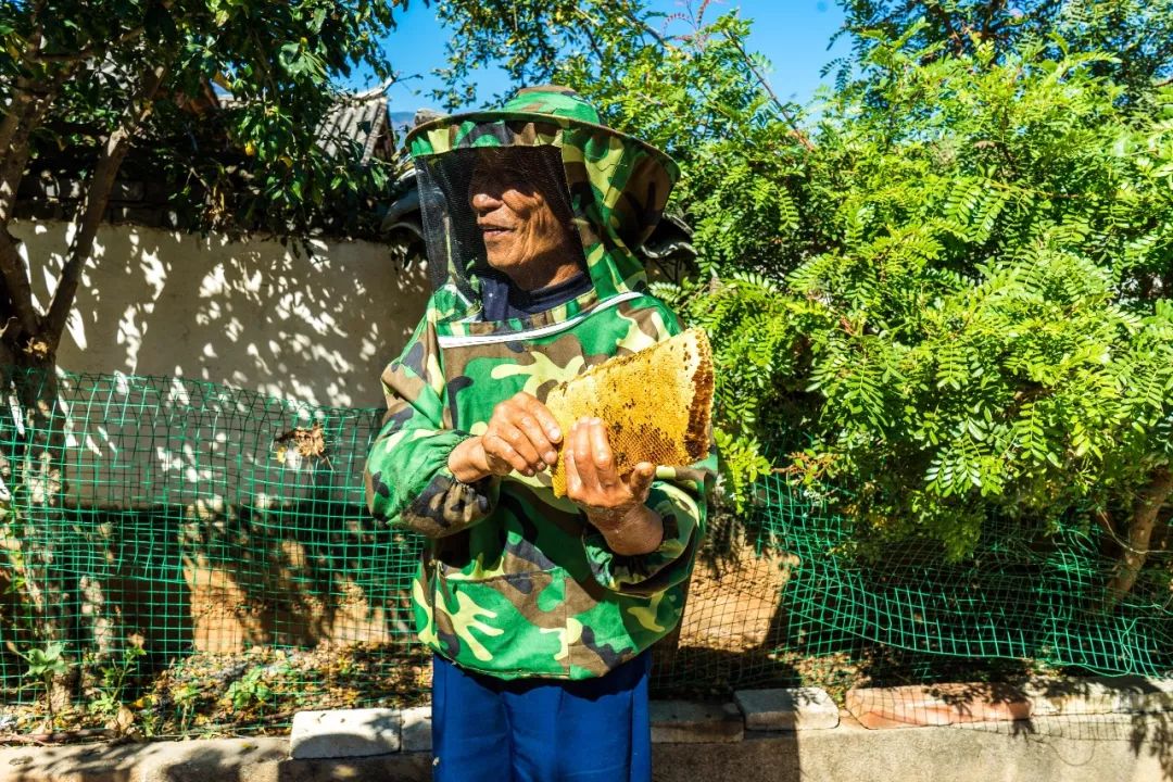 土蜂蜜取蜜全过程,土蜂蜜正确取蜜方法