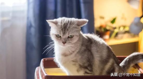 猫咪便血是什么病该吃什么药,猫咪脱肛菊花带血