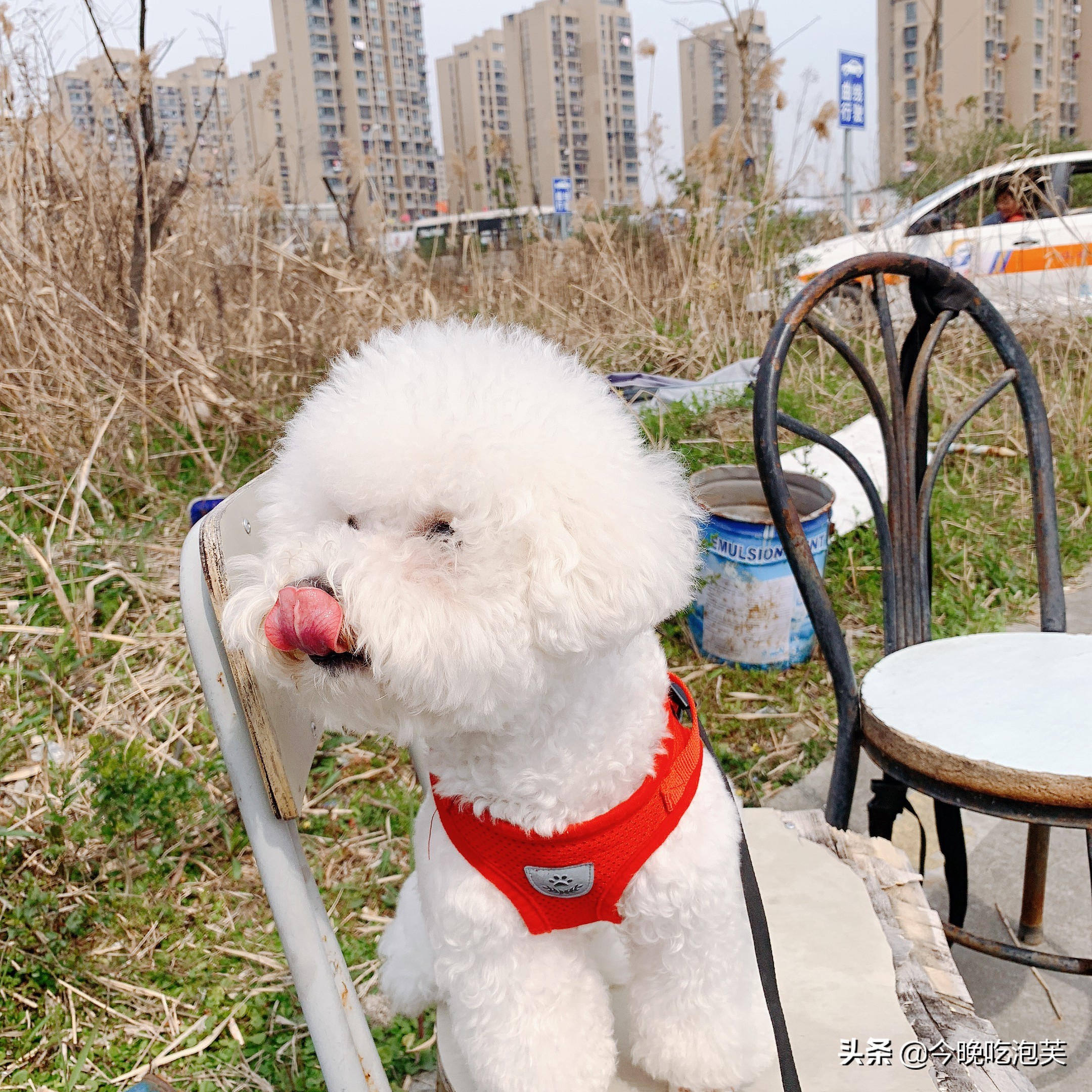 分享养宠物的经验英文,分享养比熊心得之怎么训练比熊