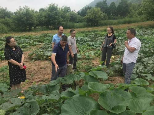 种南瓜不发芽怎么办,南瓜长得好不结瓜咋办