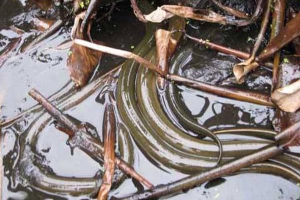 黄鳝养殖实用技术有哪些,黄鳝最新养殖技术与管理