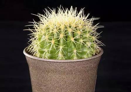 50种常见花卉浇水技巧,50种花卉种植技巧