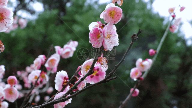白城市梅花集团,梅花集团白城基地