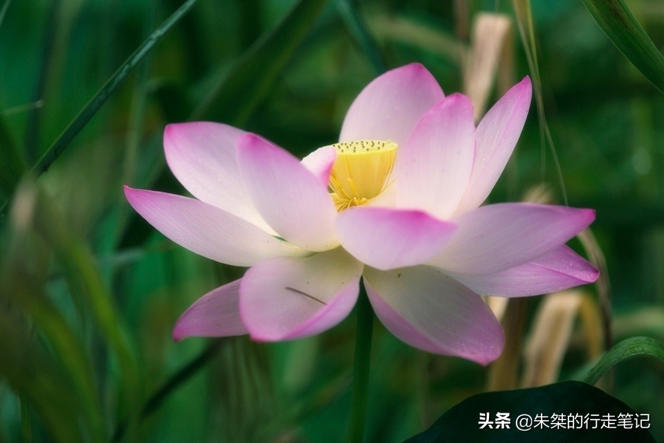 过年回到魂牵梦绕的家乡,淮滨古城旅游攻略