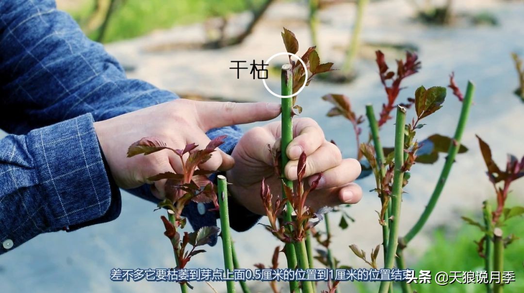 月季枝干从顶端开始枯萎,枝条由上向下发黑枯萎